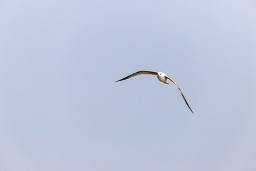 Möwe im Flug über der Eider
