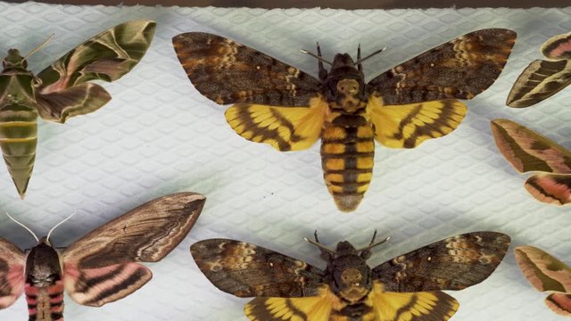 Hawk-Moth Sphingidae Butterfly Collecting Etymology Hobby Macro