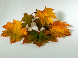 photograph with colored maple leaves on a light background