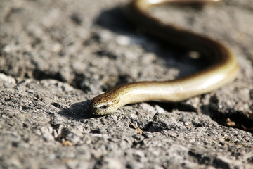Blindschleiche