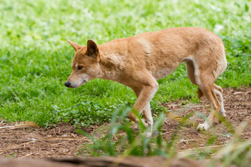 Dingo