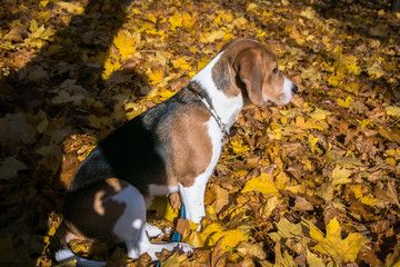 A smart beagle puppy on a walk in the city Park. Tricolor Beagle puppy is watching a peaceful...