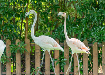 Flamingos at Shanghai Safari Park