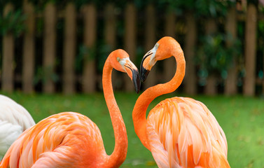Flamingos at Shanghai Safari Park