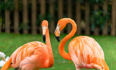 Flamingos at Shanghai Safari Park