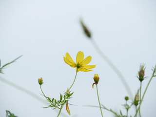 黄色いコスモス