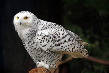 Schnee-Eule (Bubo scandiacus) arktischen Tundra