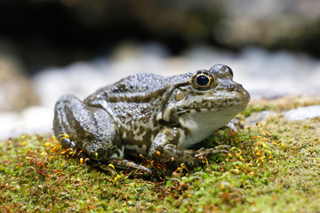 Seefrosch (Pelophylax ridibundus) Wasserfrosch