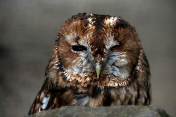 Waldkauz (Strix aluco) mittelgroße eulenart