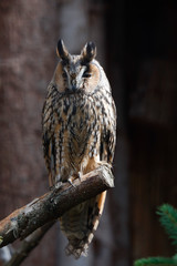 Waldohreule (Asio otus) Nachtaktive Eule