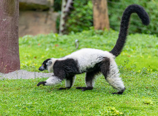 Black white-collar lemurs at Shanghai Safari Park