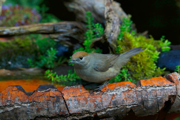 Mönchsgrasmücke (Sylvia atricapilla) Weibchen, Singvogel