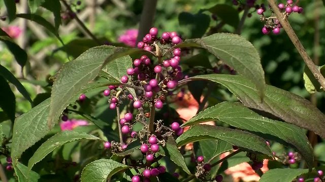 Liebesperlenstrauch im Wind