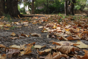 autumn leaves in forest
