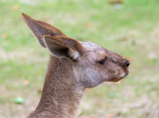 上海野生动物园里的袋鼠特写