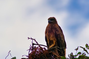 wild bird black kite