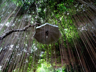 Old Umbrella lamp hidden in a forest park in Bangkok, Thailand. 