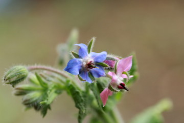 Fleurs de Bourrache officinale