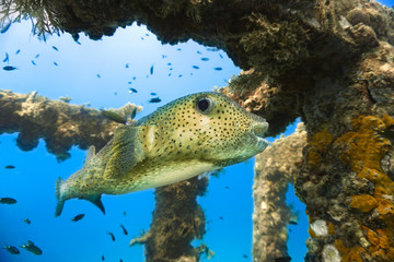 Funny and cute Pufferfish