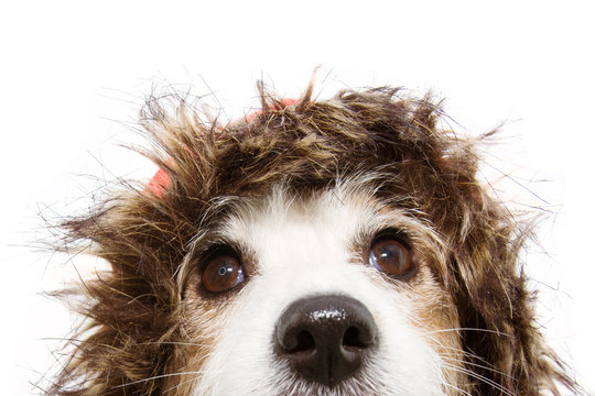 Close Up Dog Head Wearing A Fluffy Hat For Winter Or Autumn Temperature. Isolated On White Background.