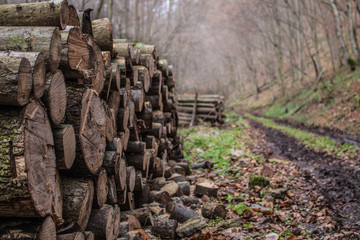 Pile of logs in the forest