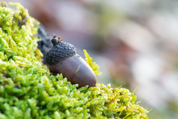 Acorn on a branch