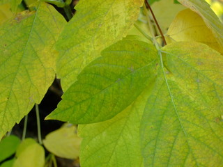 Beautiful autumn leaves. Shades of different colors, all the colors of autumn.