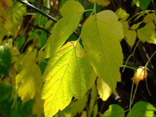 Beautiful autumn leaves. Shades of different colors, all the colors of autumn.