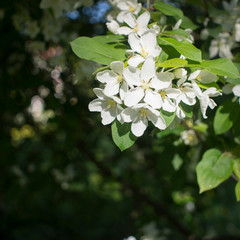 Apple trees flowers. the seed-bearing part of a plant, consisting of reproductive organs that are typically surrounded by a brightly colored corolla from petals