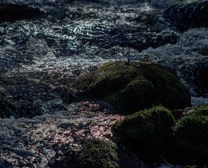 River in the forest during autumn