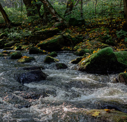 River in the forest during autumn