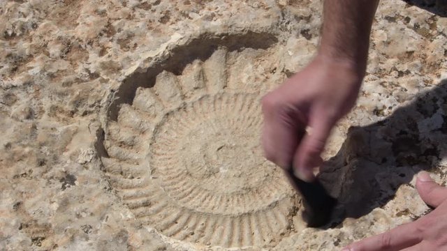 Cleaning the footprint of an ammonite in the rock