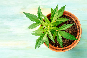 Growing cannabis. A female marijuana plant in a pot, top shot with copyspace