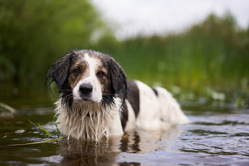 Wet dog after swimming. Stands in the water near the shore and coastal vegetation.