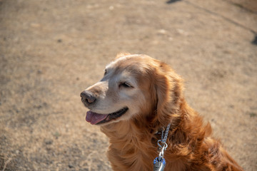 Obraz premium 世界の名犬牧場