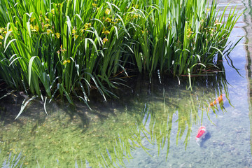 Japanese Koi in Pond Near Surface. Swimming fishes. Yellow Íris  with green leaves in water.
