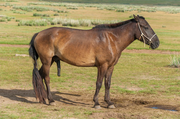 Ein mongolisches Reitpferd mit Zaumzeug