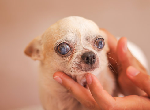 White Chihuahua  And Ownner Hand With Love Touching Gentle Under The Dog Chin