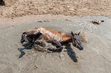 Ein mongolisches Pferd bei der Tränke