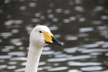 Fototapeta premium Whooper swan - cygnus cygnus. It is called “Oh-hakutyou” in Japan.