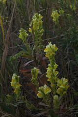 snapdragon, bright yellow grow on low bushes, among dry grass. in summer