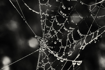 cobwebs in the dew on black background. Halloween background
