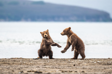 Obraz premium Ruling the landscape, brown bears of Kamchatka (Ursus arctos beringianus)