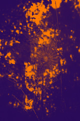 cobwebs in the dew on black background. Halloween background