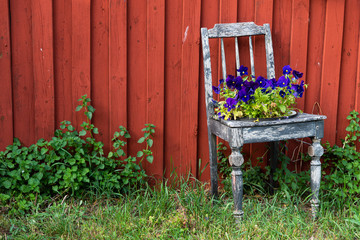 Old chair with flowerpot and blooming summer flowers in front of the red wall of a Swedish wooden house. Scandinavian summer motif!