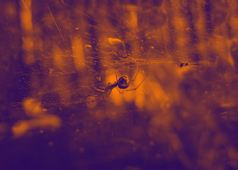 cobwebs in the dew on black background. Halloween background