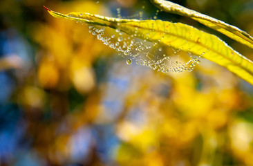 cobwebs in the dew on black background. Halloween background