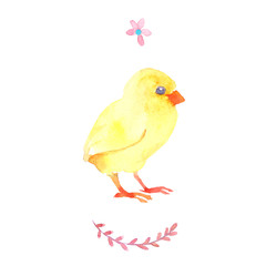 Yellow newborn chick, hen watercolor illustration isolated on white background