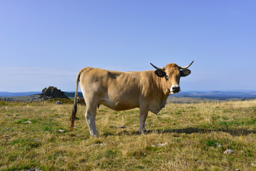 Une vache Aubrac fière et droite sur ciel bleu, département de la Haute-Loire en région...