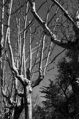Black and white trees: appearance of anthropomorphic figures in some plane trees.  appearance of anthropomorphic figures in some plane trees.